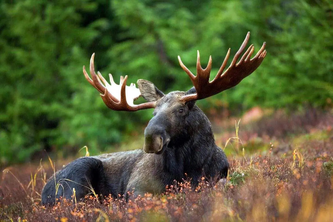 What Are 8 Activities to Try at Jacques Cartier National Park? Moose
