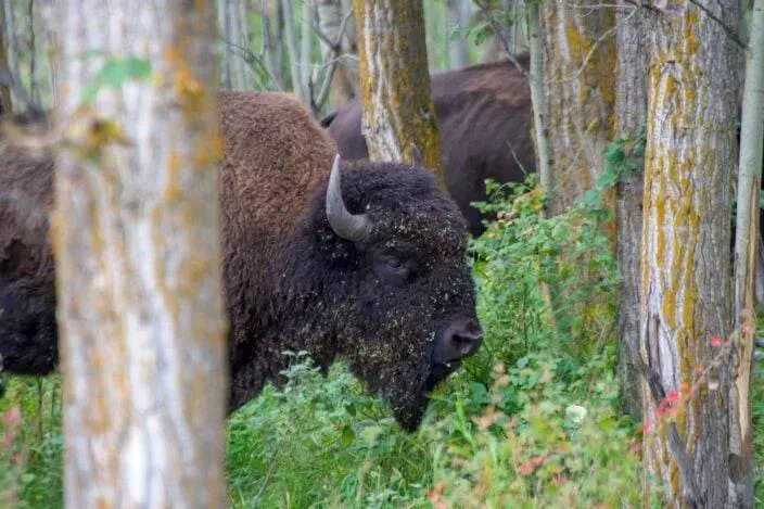 What to do in Edmonton - Elk Island National Park