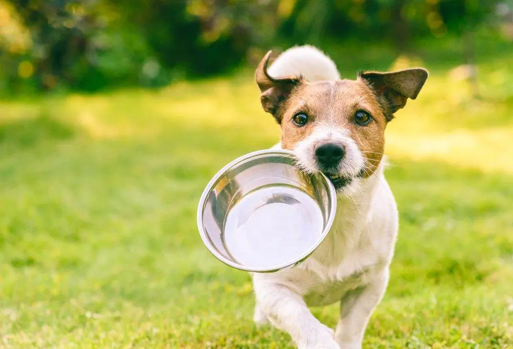 8 Best Dog Adoption Edmonton Service Providers - Icy Canada