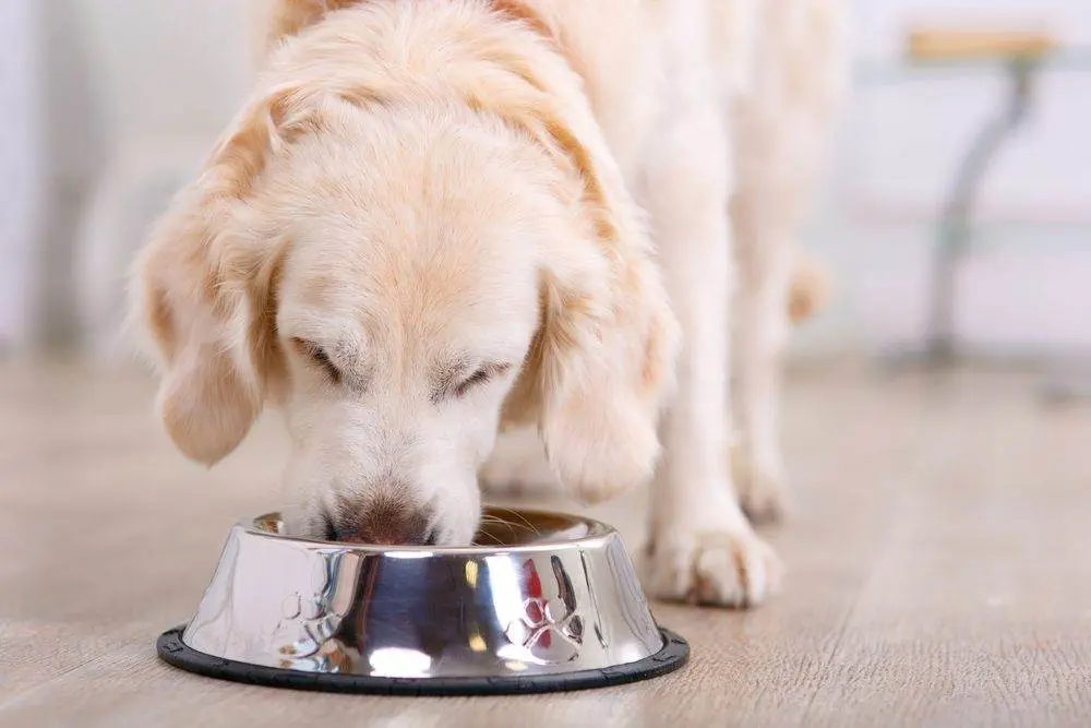 8 Best Dog Adoption Edmonton Service Providers - Icy Canada