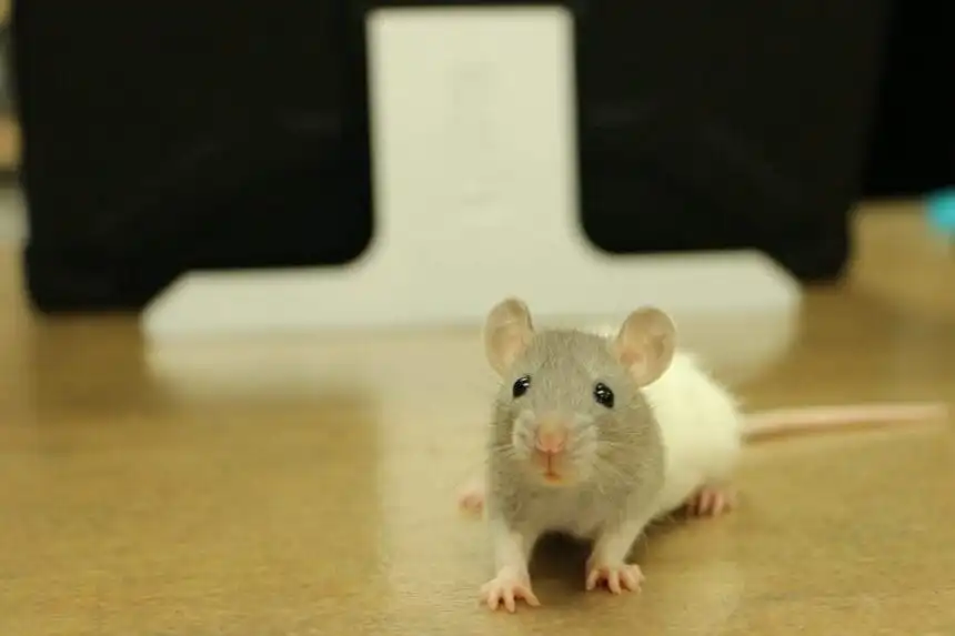 How to Kill Rats in Your House A complete guide in 9 points
