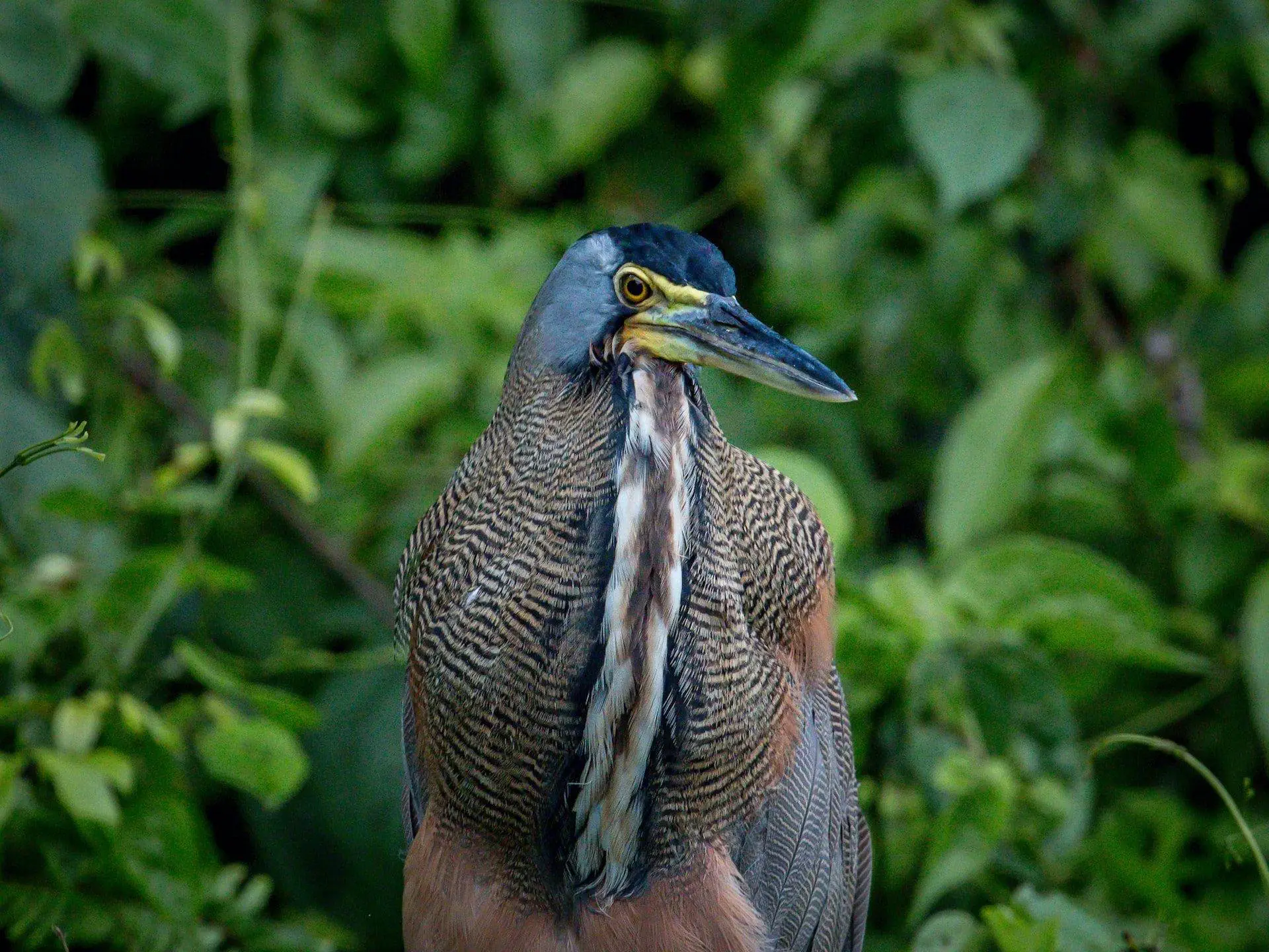 What to do in Costa Rica - 4 Exciting Things What to do in Costa Rica