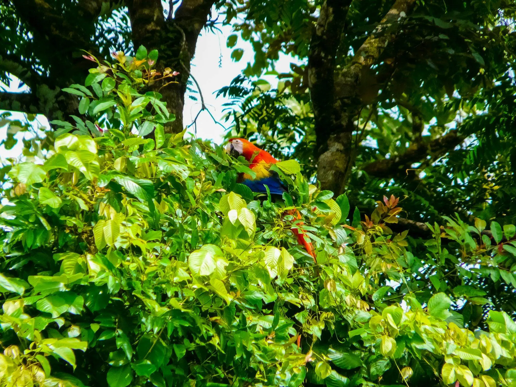 What Is Costa Rica Known For? 8 Most Amazing Locations Wildlife in Corcovado National Park