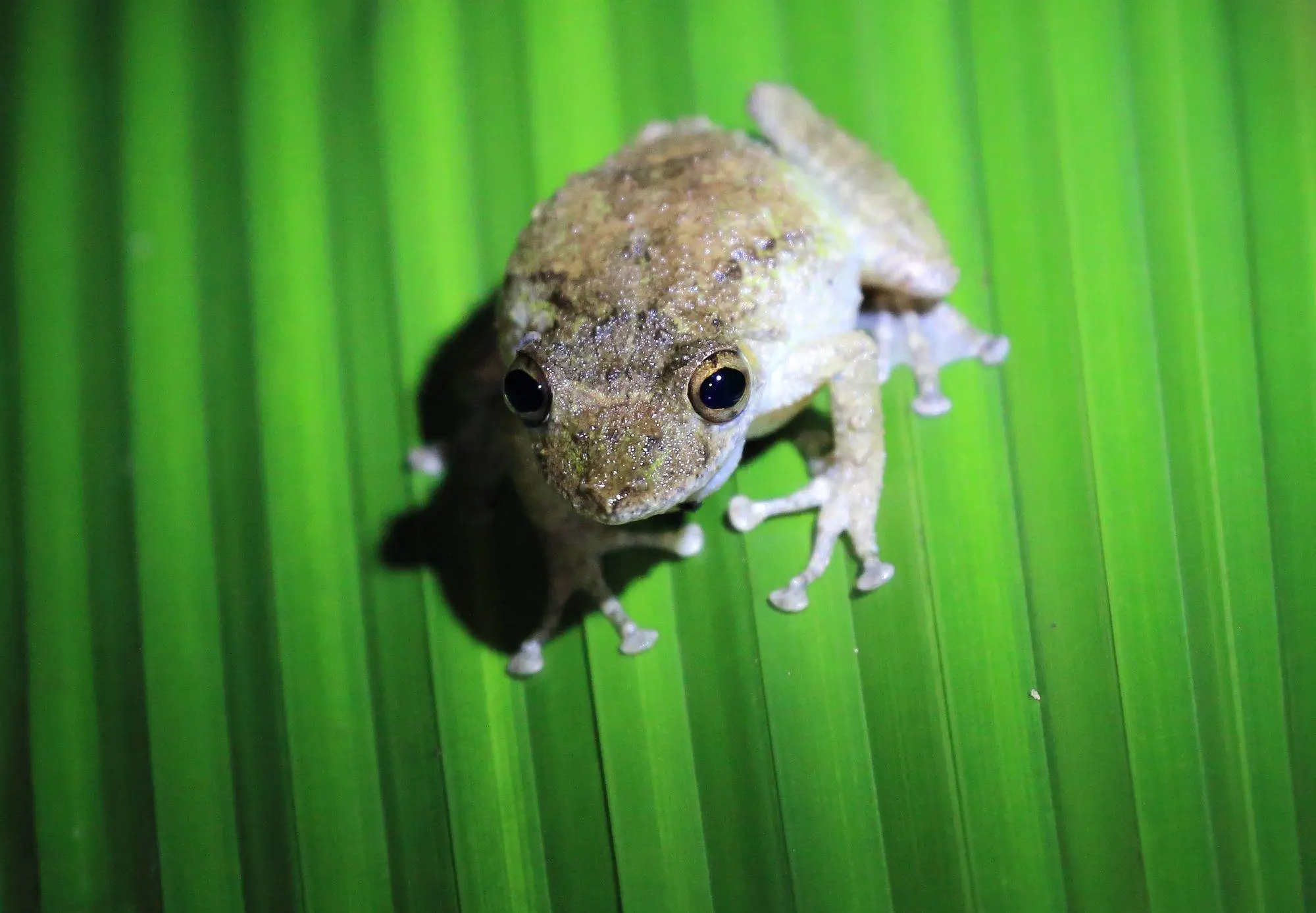 What Is Costa Rica Known For? 8 Most Amazing Locations Brown frog