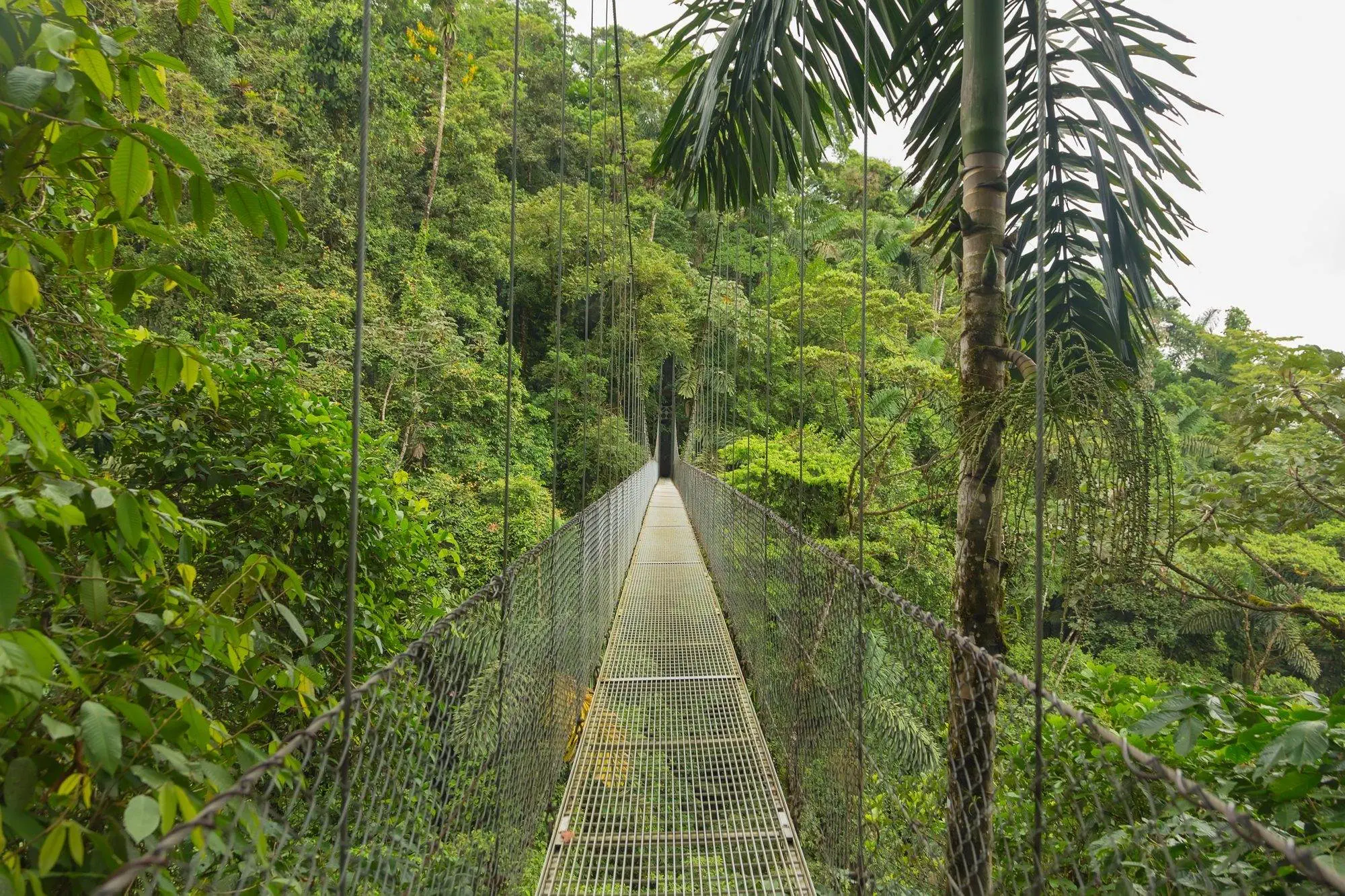 What Is Costa Rica Known For? 8 Most Amazing Locations Bridge in Costa Rica