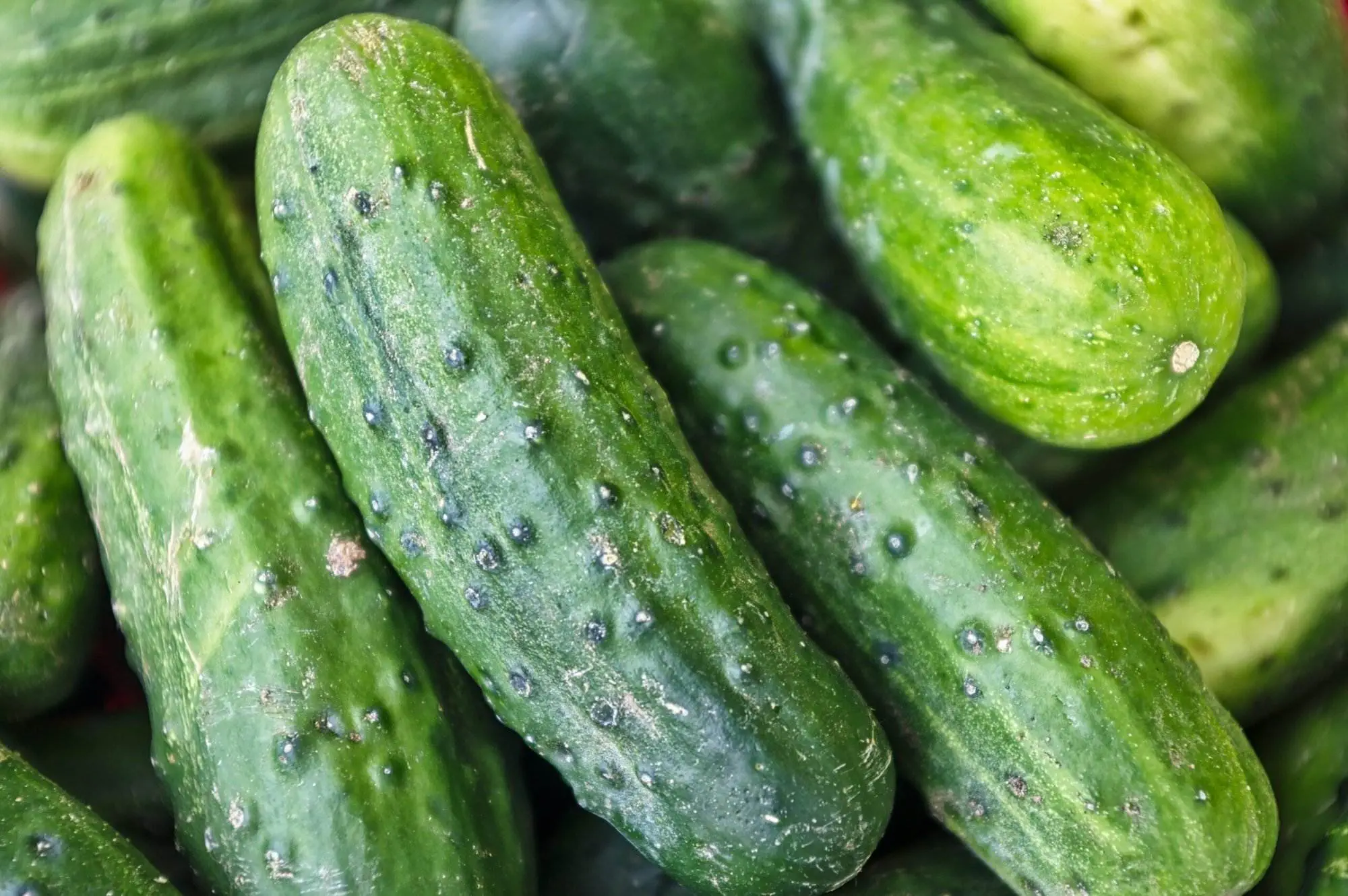 The Top 7 Health Benefits of Cucumber A close-up image of cucumbers. There are various health benefits of cucumber to know.