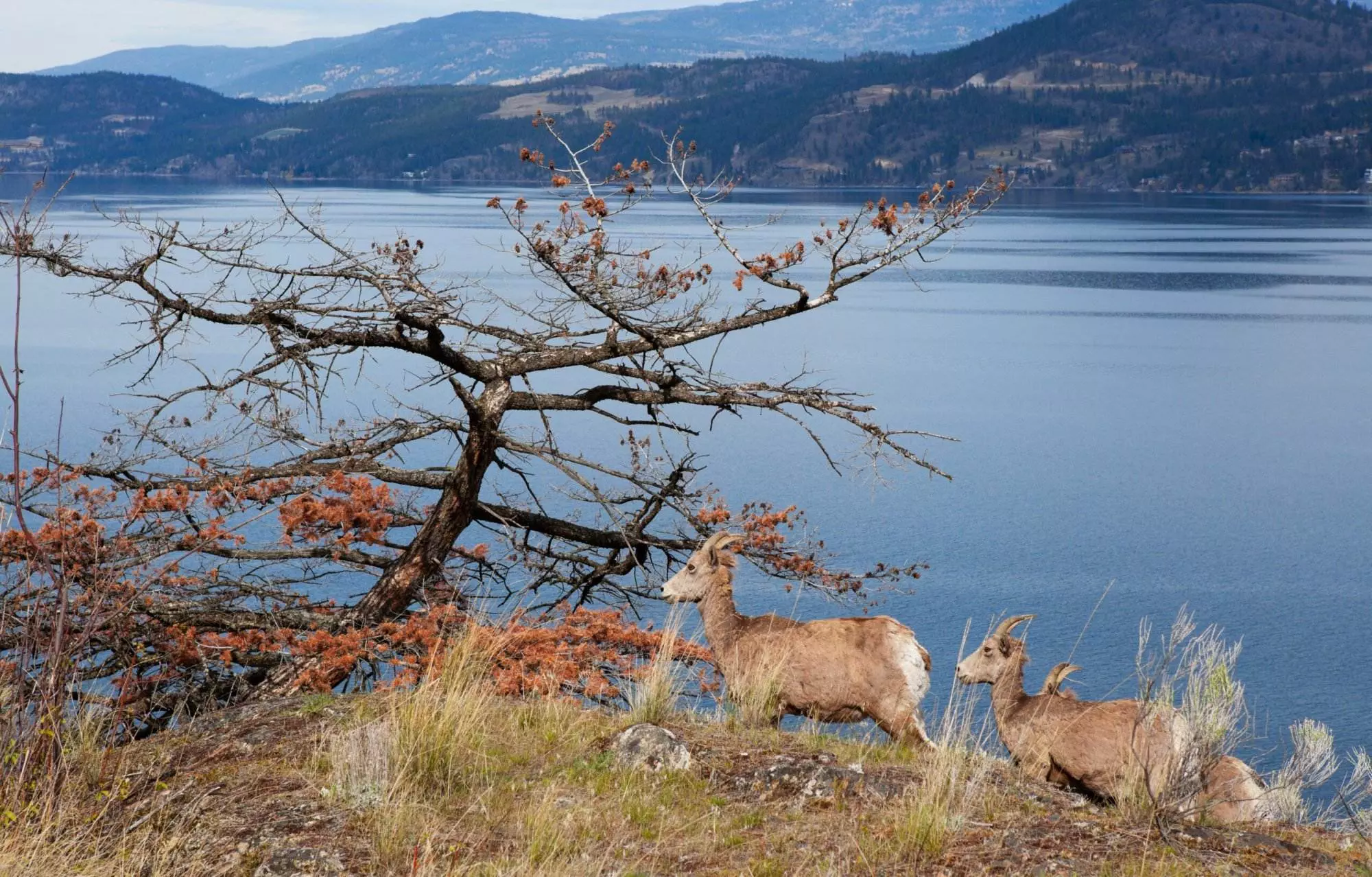 two deers visible at the Kelowna mountains.