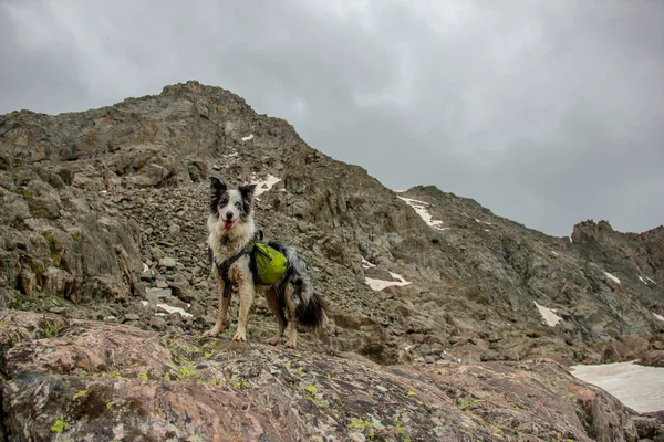 A cute Dog hiking the Canadian Rockies