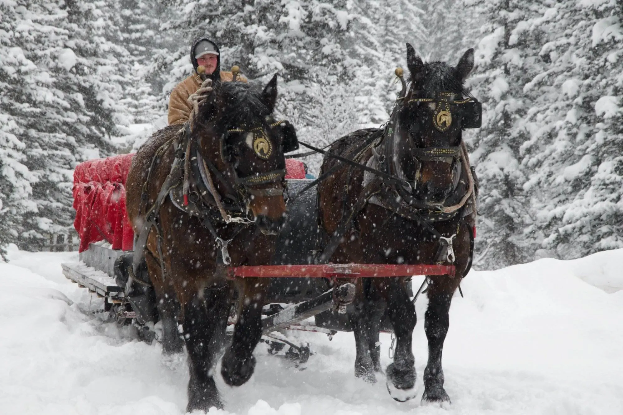 What to Do at Lake Louise : 8 Things to Do at Lake Louise Horse back Riding at Banff