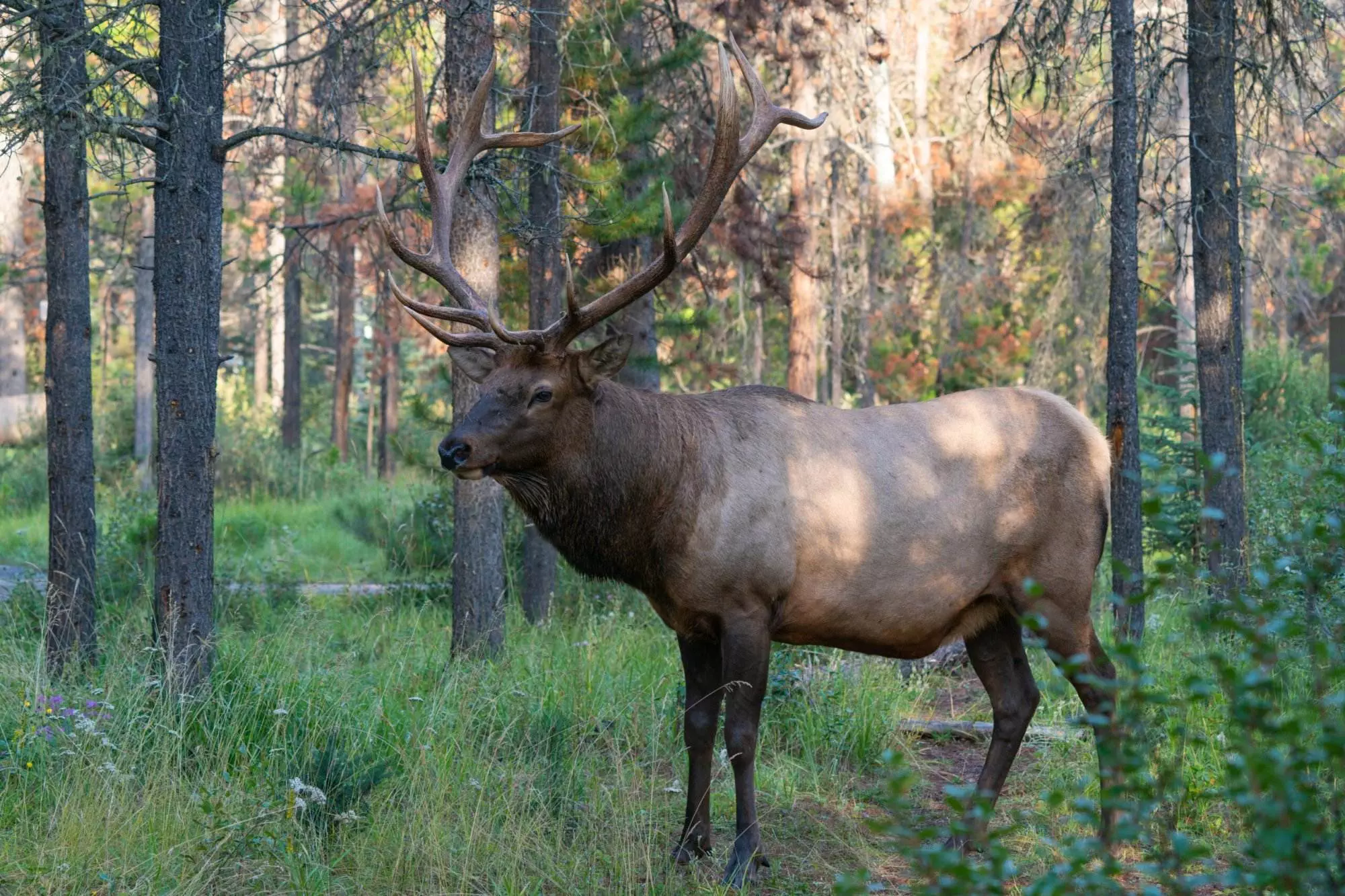American elk in Jasper National Park, Canada.