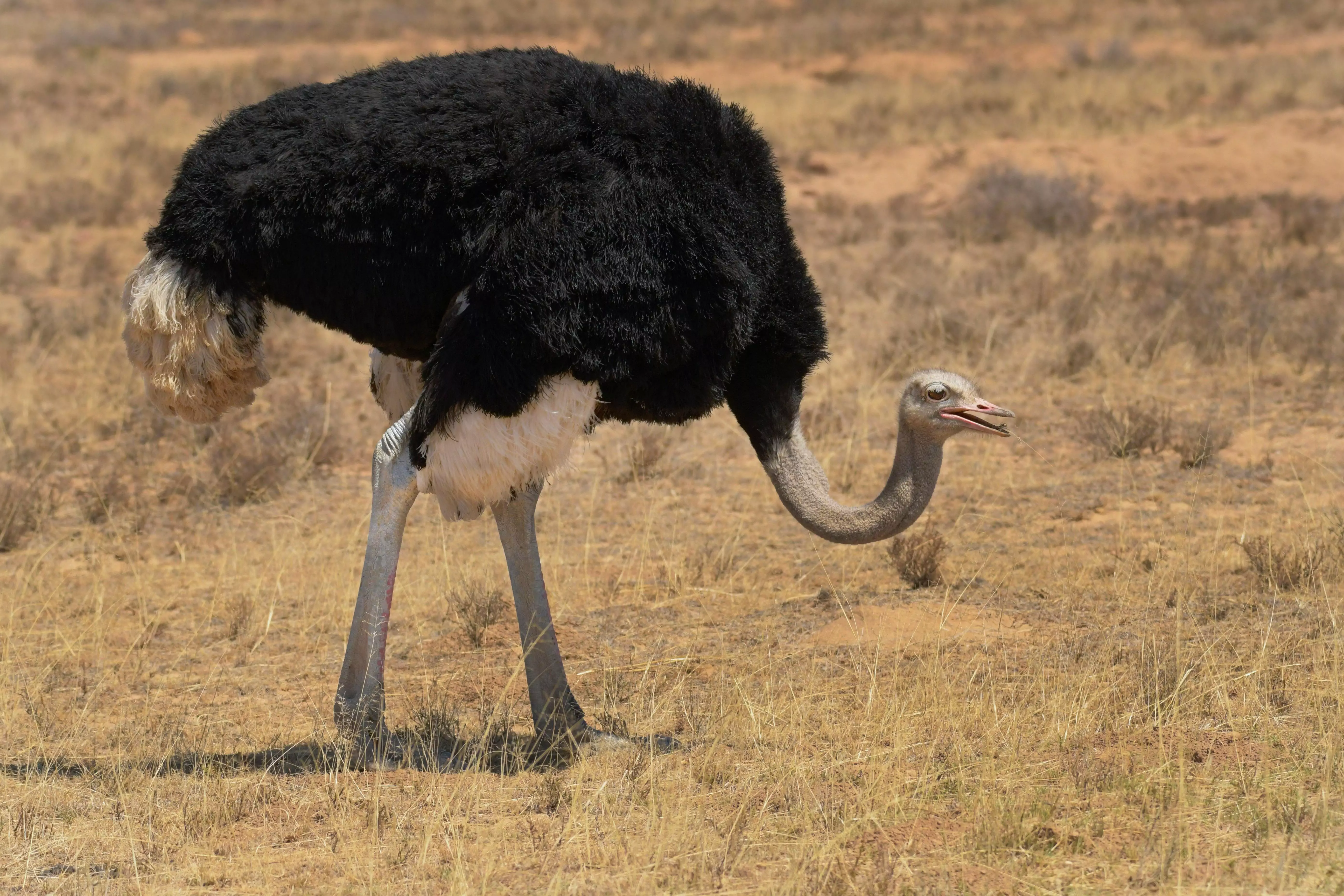 Free Black and White Ostrich on Brown Grass Field Stock Photo