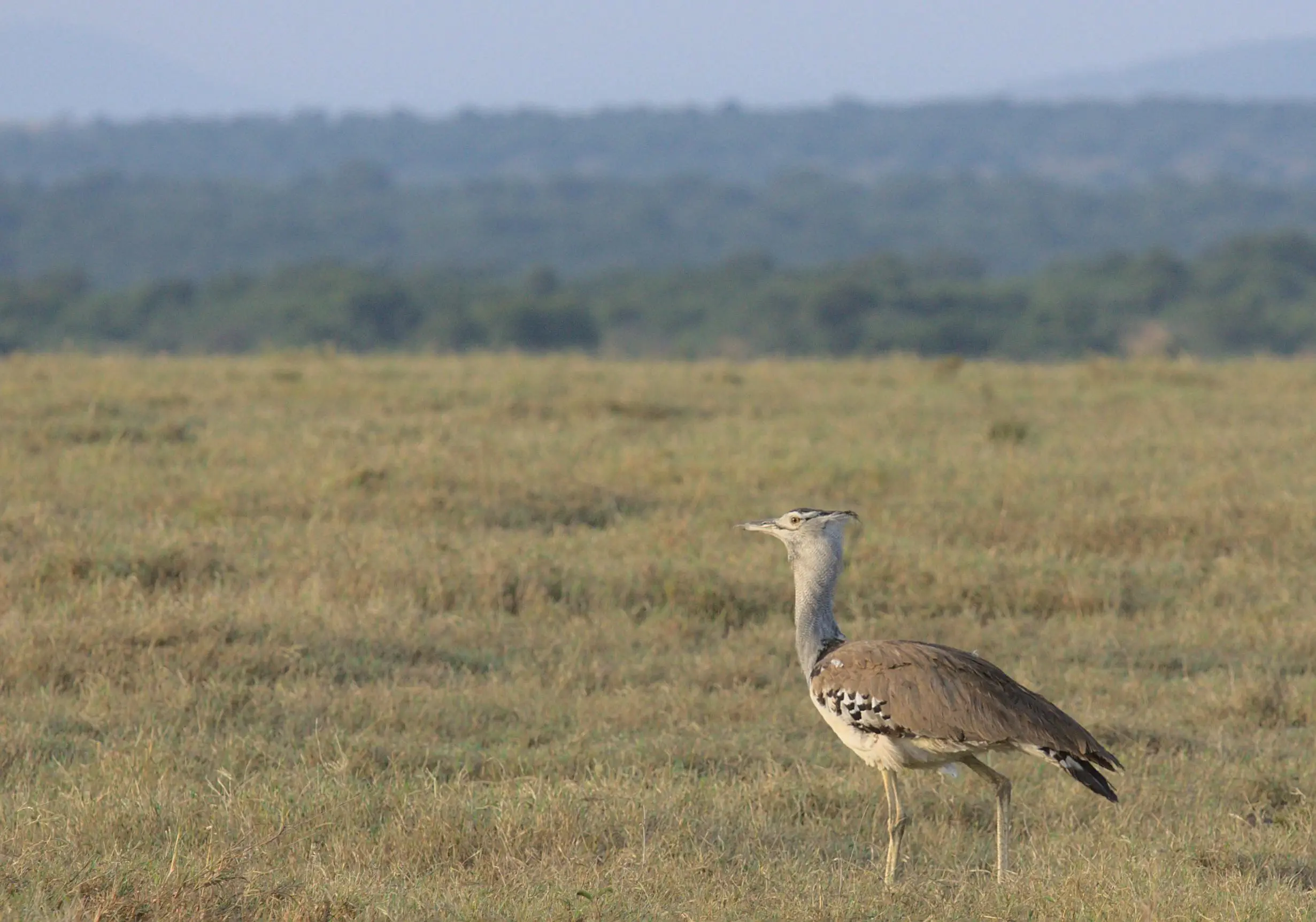 Free Photo of Brown Bird on Grassfield Stock Photo
