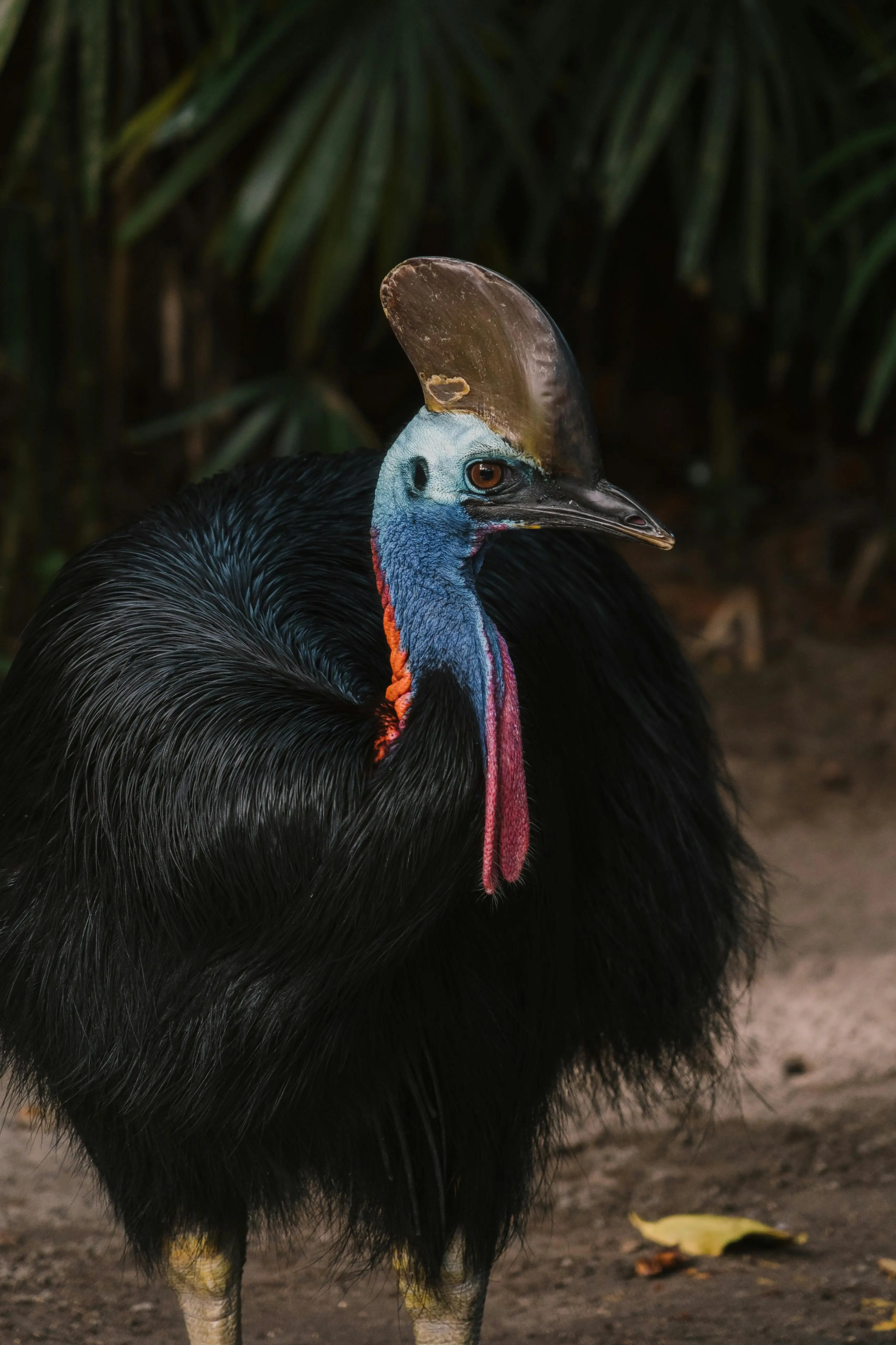Free Close Up Photo of a Cassowary Stock Photo