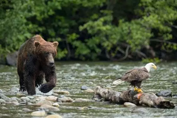 Grizzly Bear, Canada