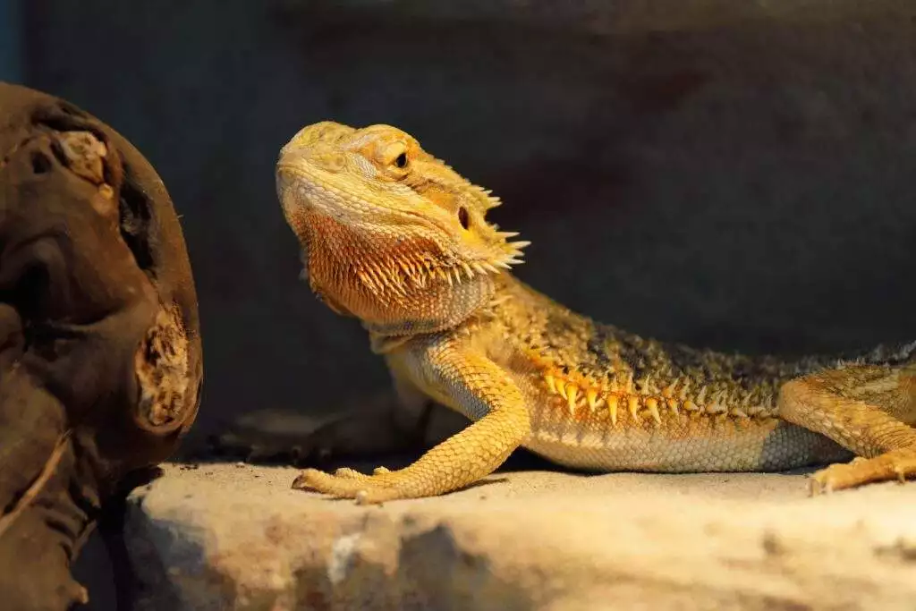 Bearded Dragon - 8 Fascinating Facts And Ways To Care!! 4
