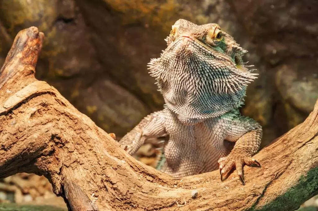 Bearded Dragon - 8 Fascinating Facts And Ways To Care!! 6