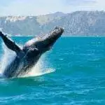 Whale Watching Tofino: An Excellent Guide To Read and Enjoy! 4