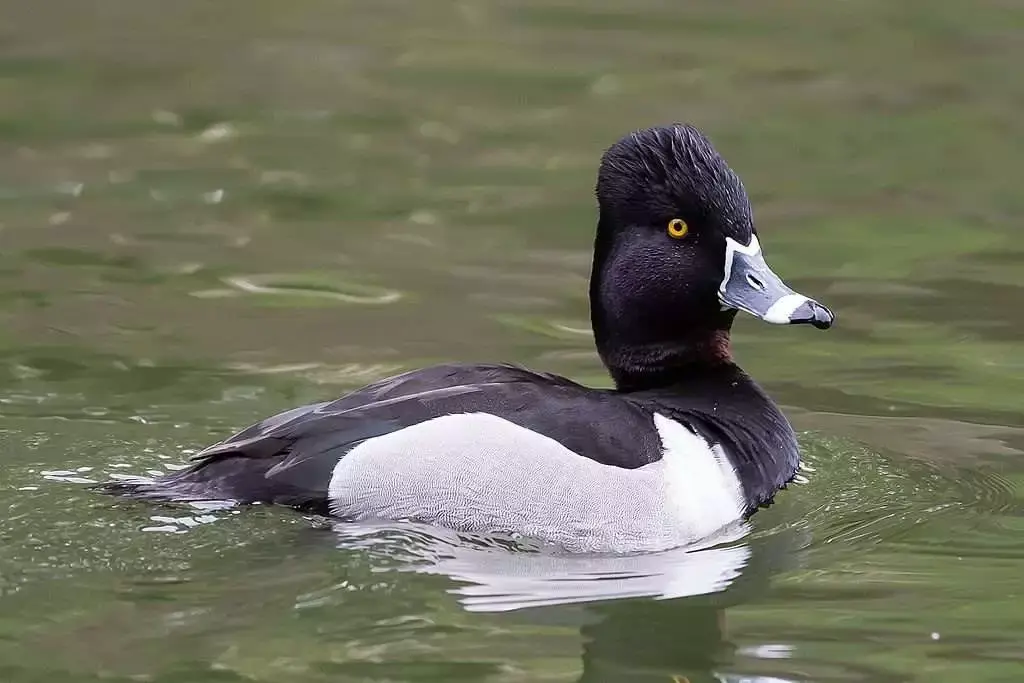 14 Beautiful Canadian Birds To Watch! 16 ring necked duck