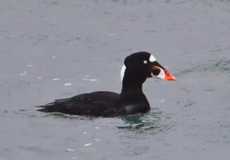 14 Beautiful Canadian Birds To Watch! 17 14 Beautiful Canadian Birds To Watch! 4