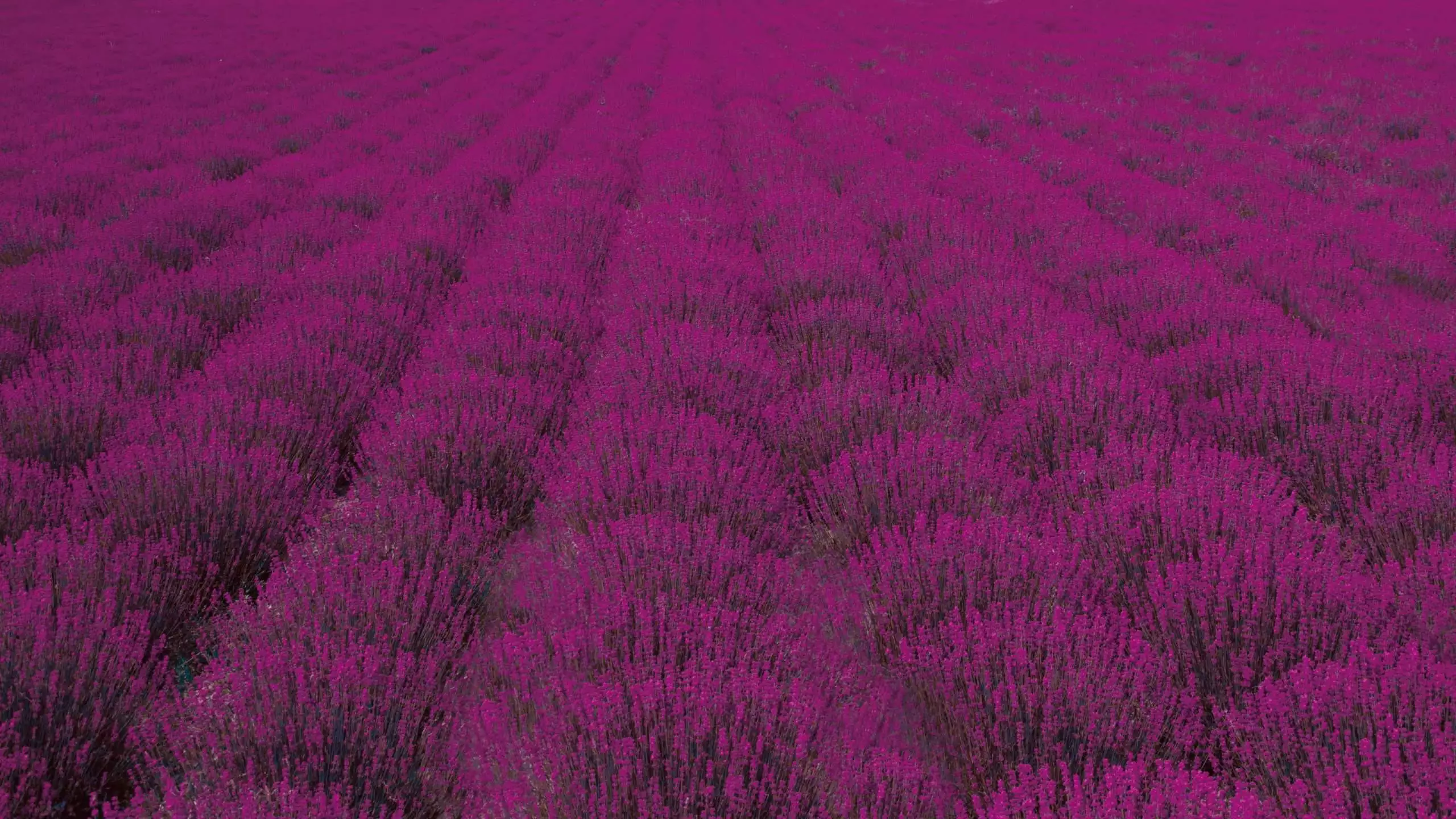 Bloomy view of Lavender farm in Blues Dreamland, Beijing