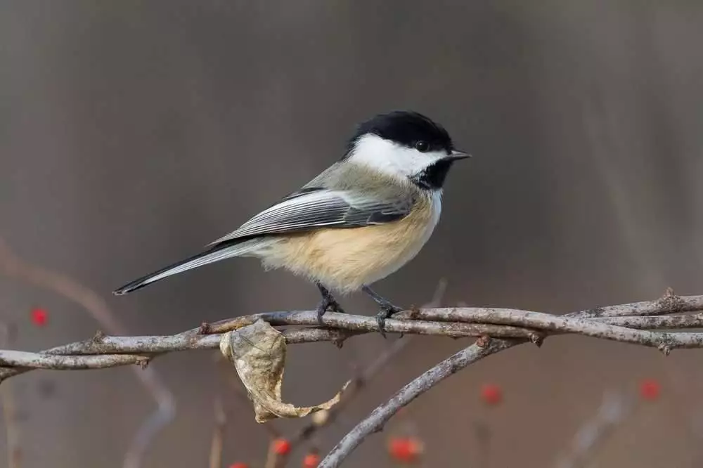14 Beautiful Canadian Birds To Watch! 5