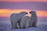 polar bears in canada