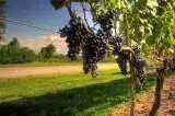 The Top The Niagara-on-the-Lake Wineries Tours & Tastings 13