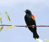 red-winged blackbirds