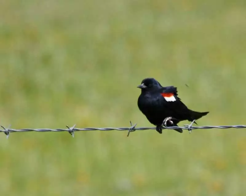 red-winged blackbirds tricolored