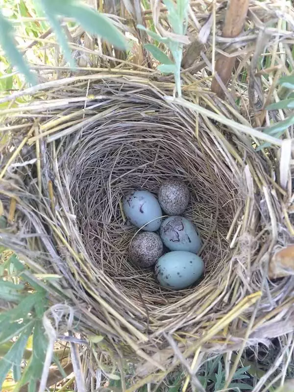 red-winged blackbirds eggs