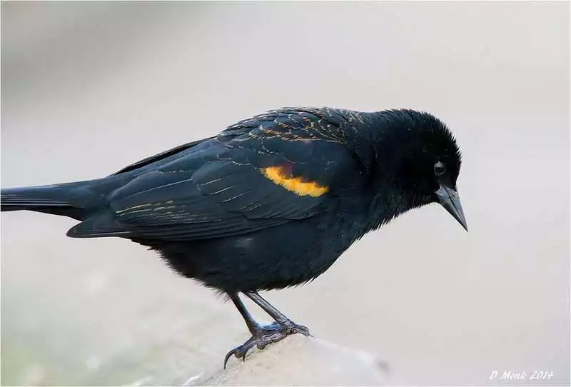 red-winged blackbirds in Canada