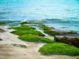 19 Surprising Sea Moss Benefits That Everyone Should Know 6