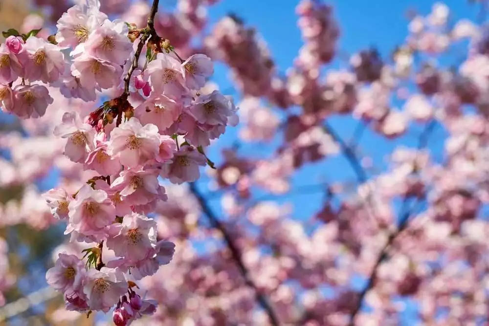 7 Fascinating Places to Watch Cherry Blossoms Montreal 2