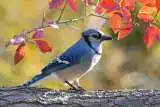 15 Beautiful Birds Of Ontario and How To Identify Them 3