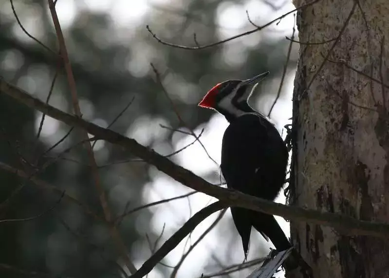 Presqu'ile Provincial Park: 6 Best Things To Do 13 bird watching