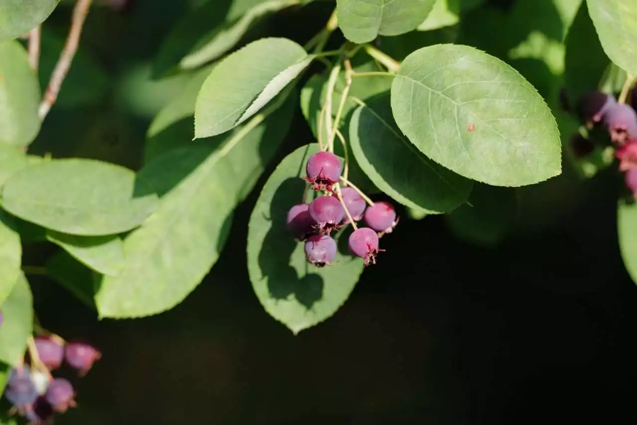 What Can You Make From Saskatoon Berry: 4 Amazing Recipes 2