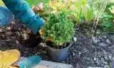 Best 101 Guide to Greenland Garden Centre 13