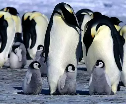 Some Interesting Penguin Facts You Should Know 3