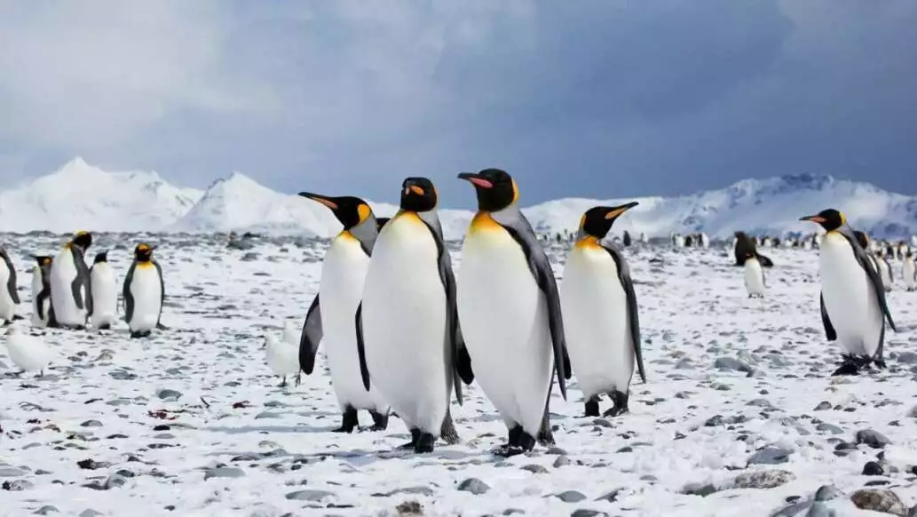 Some Interesting Penguin Facts You Should Know 2