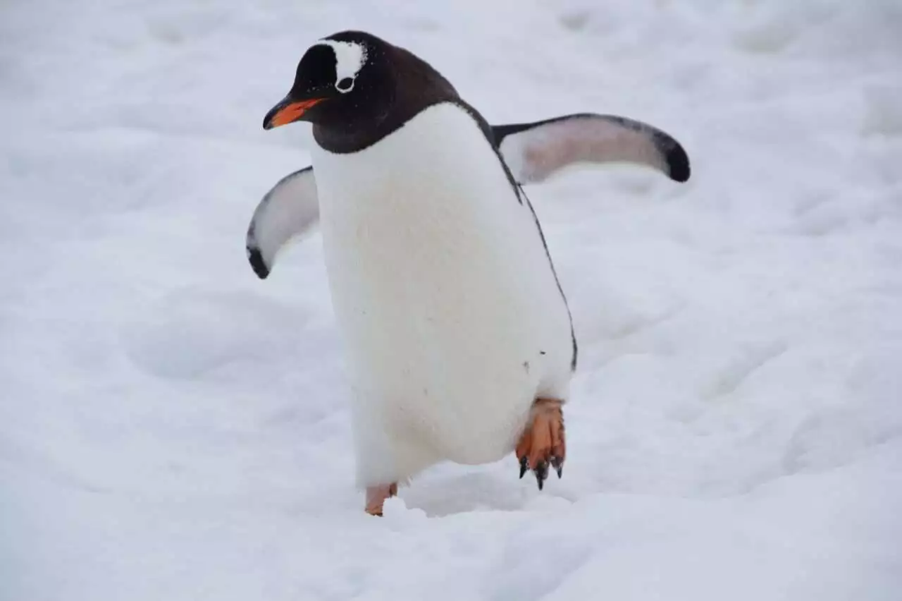Some Interesting Penguin Facts You Should Know 1