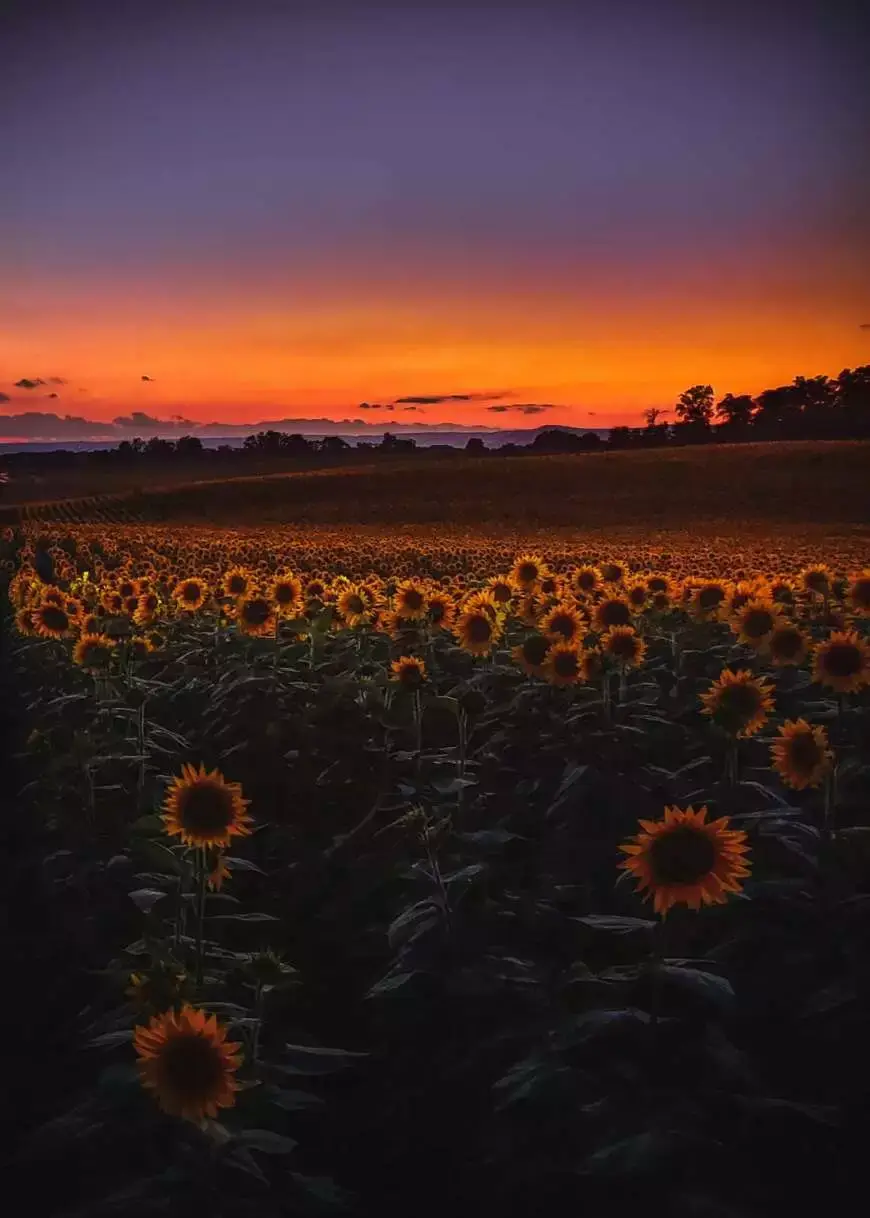 Sunflower fields