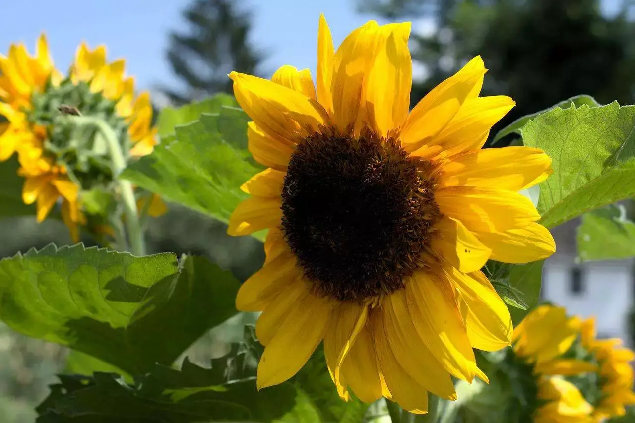 Explore The Beauty Of 14 Awesome Sunflower Fields In Or Near Ontario 8 sunflowers