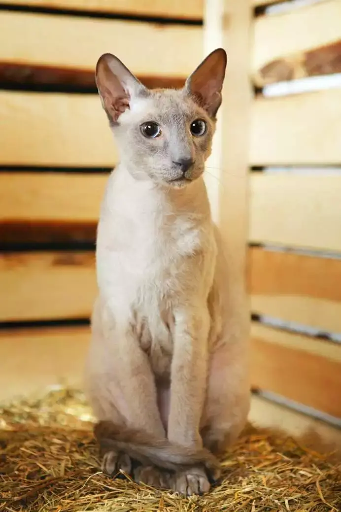 A Guide on Russian Cat and Its 7 Popular Breeds! 12 peterbarld