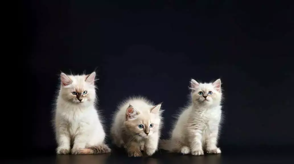 A Guide on Russian Cat and Its 7 Popular Breeds! 10 neva masquerade
