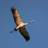 Largest Bird in the World: Know the Super Large Birds 6