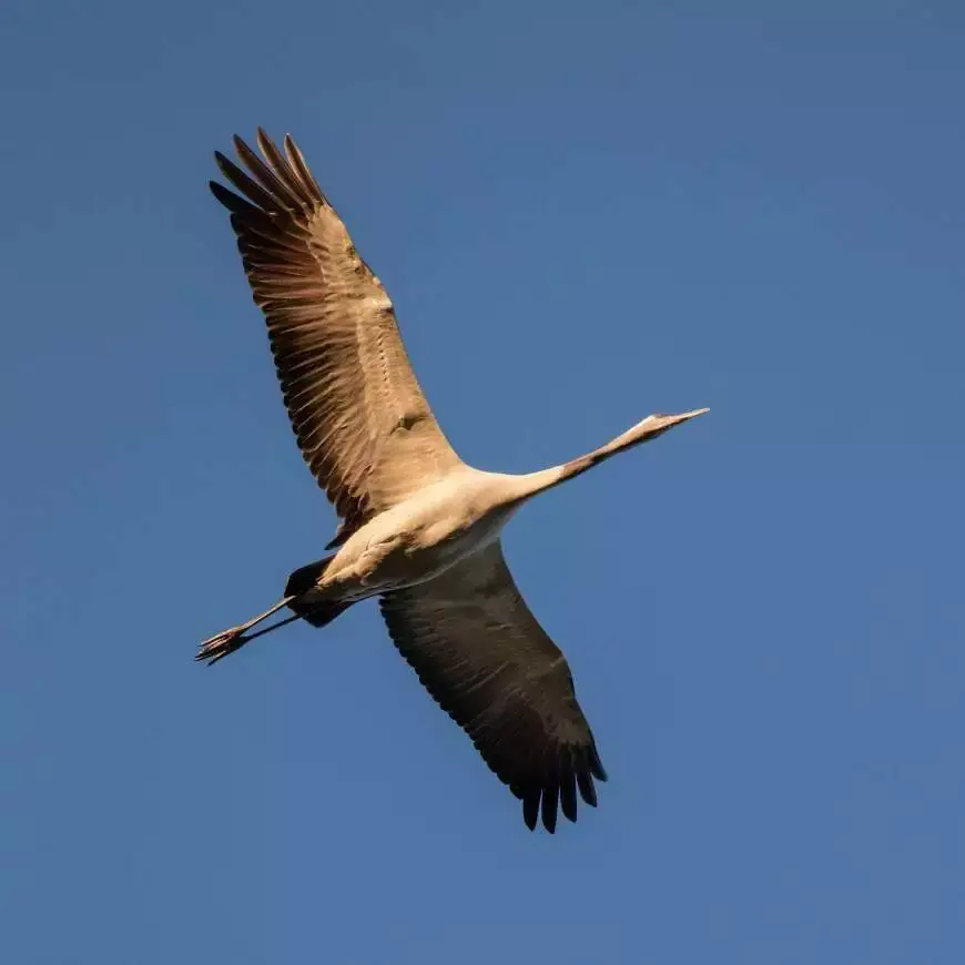 Largest Bird in the World: Know the Super Large Birds 1