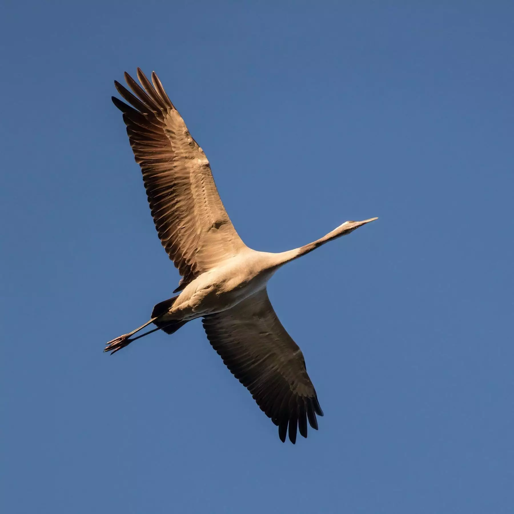 largest-bird-in-the-world-know-about-these-super-birds