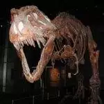 Calgary Dinosaur Museum