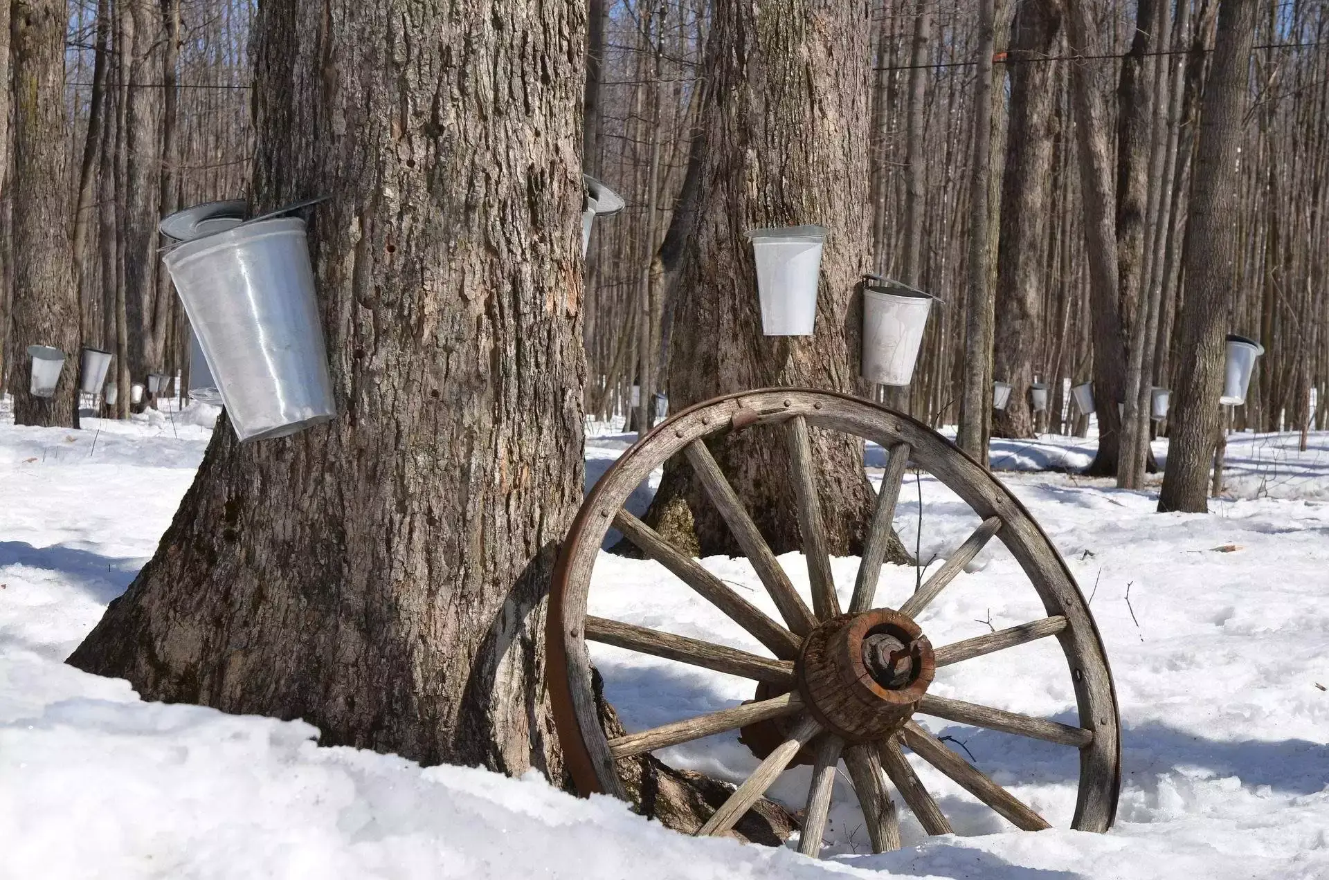Top 3 of the Maple Syrup Festival: A Beautiful Celebration of Culture 8 maple extraction