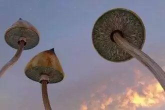Are Magic Mushrooms legal in Canada